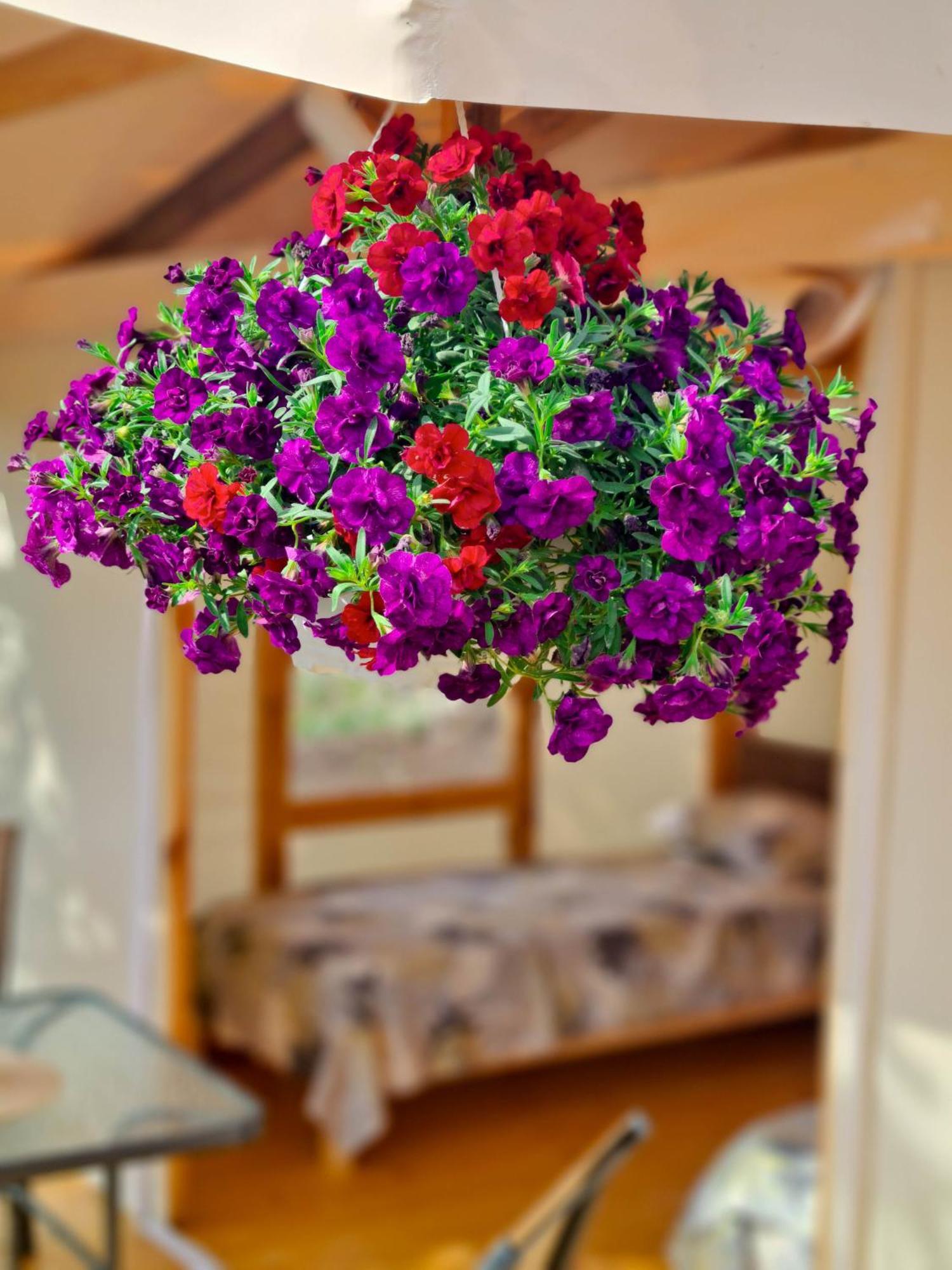 Divoto Glamping Balchik Exterior foto